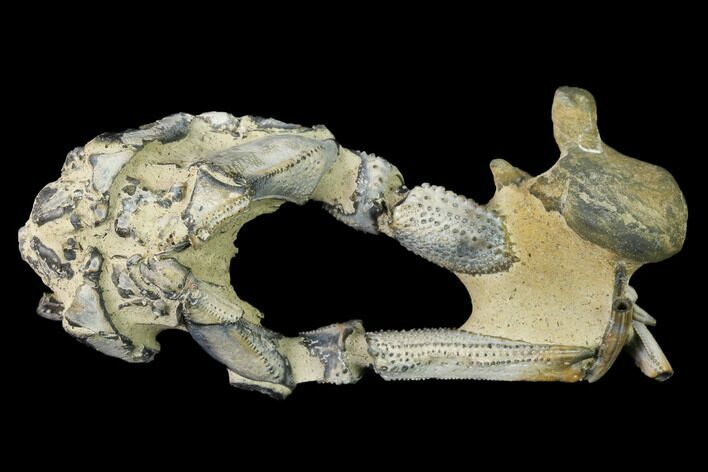 Fossil Mud Lobster (Thalassina) - Australia #141031